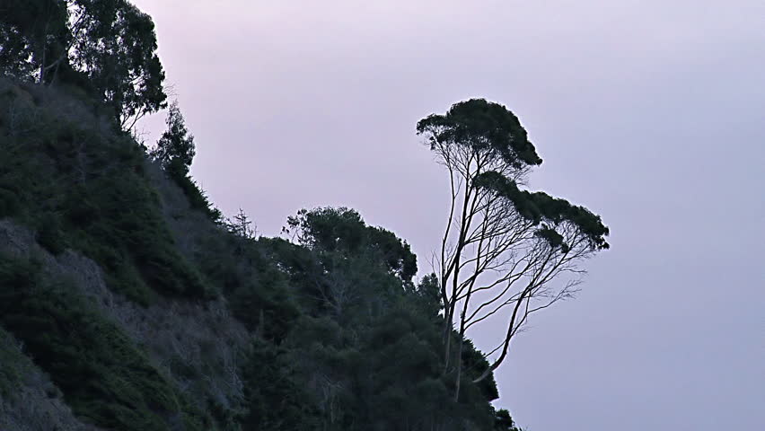 A strange Zen looking tree jutting at a strange angle in silhouette on a coastal