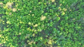 Top down drone footage of a forest 