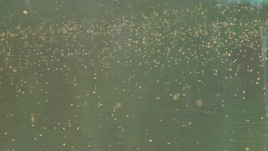 An unsettling amount of flying insects hovering over still lake waters. Fish