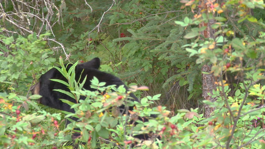 Close shot of a black bear foraging for berries in the forest.