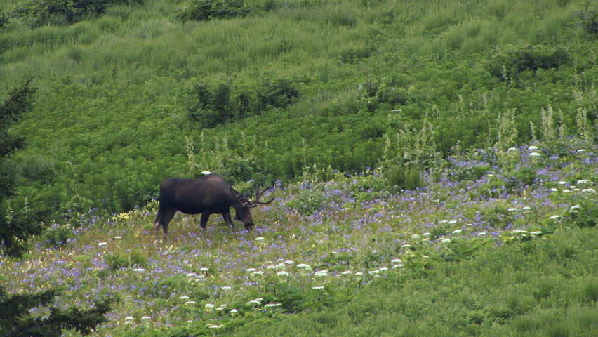 A calm summer evening, overcast day with a young bull moose wandering in a