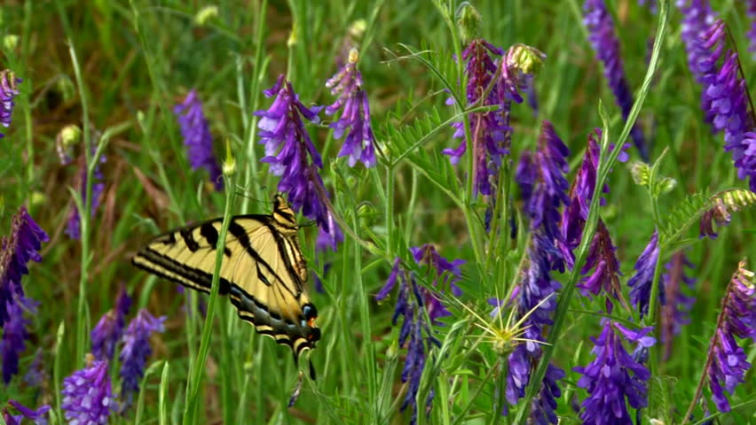 Western Tiger Swallowtail (Papilio rutulus) butterfly feeding on nectar of