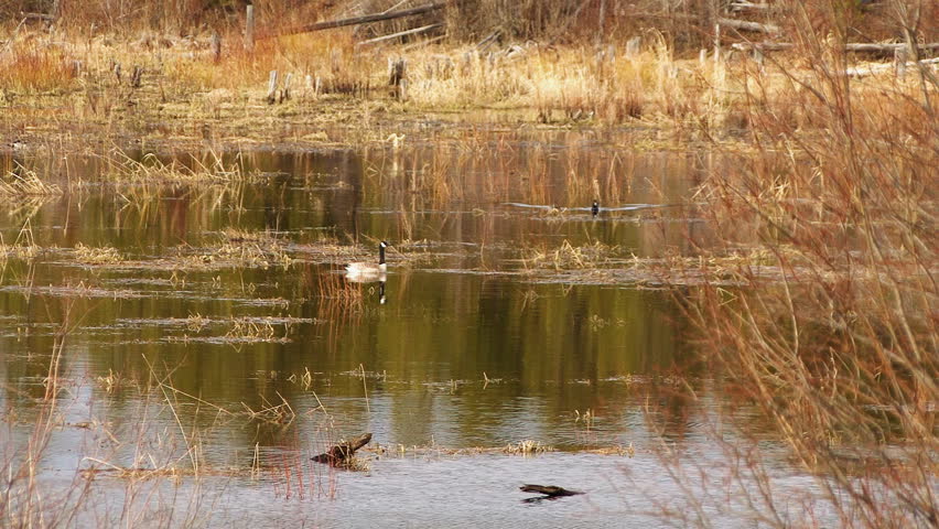 Canada Goose Honking Taking Flight Lake to Woods