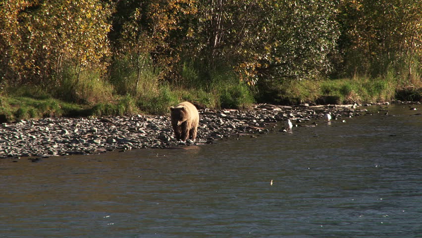 A young brown bear (grizzly) wandering along the bank of Alaska's Kenai River