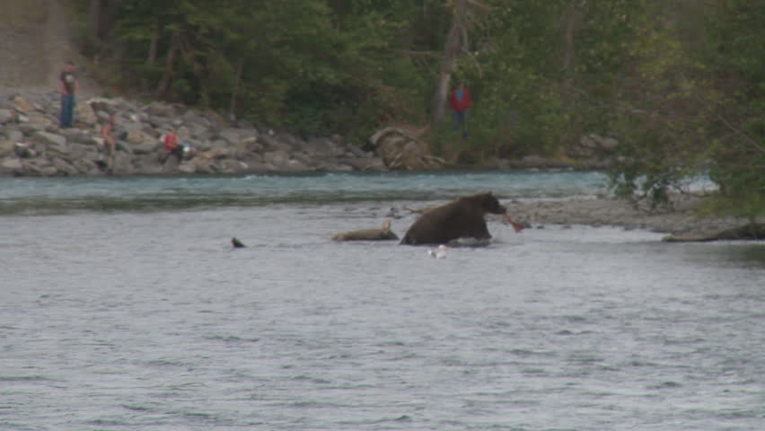 mother bear grabbing a fish carcass and running back into the woods while people