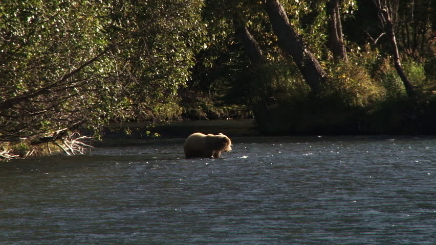 A brown bear (grizzly) in the shallows of the Kenai River in Alaska, during