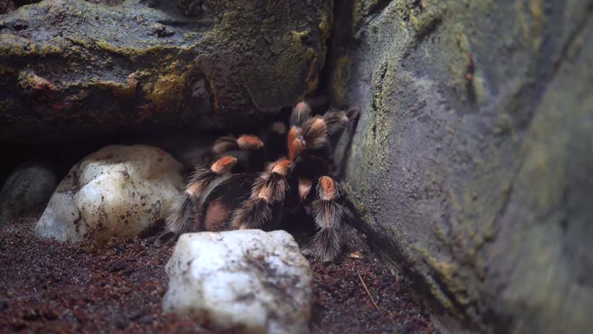 Mexican Redknee tarantula (Brachypelma hamorii)