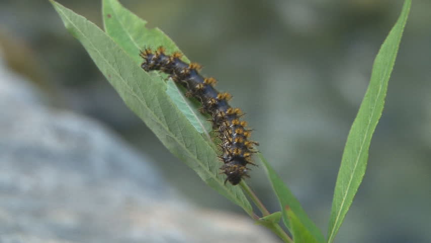 Fuzzy spiny caterpillar on a leaf, with river or creek water moving in