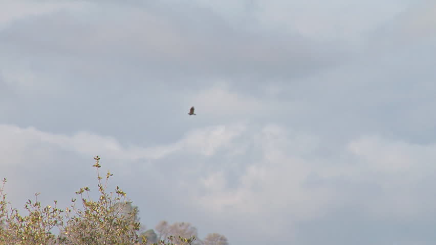 Long shot of a California vulture soaring and flying away.