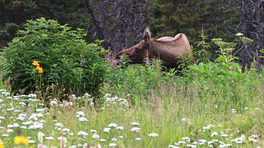 Summer evening in Alaska, with a moose cow munching her way into a wildflower