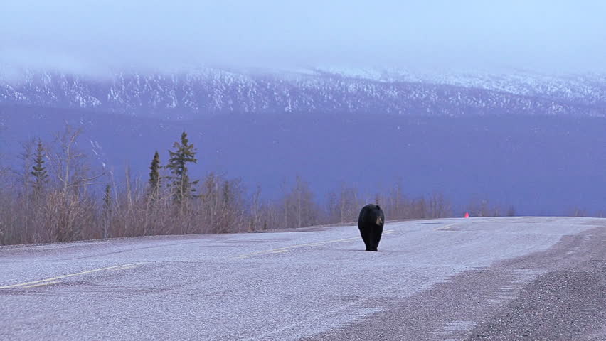 A grumpy-looking older black bear ambling along the center of the Alcan Highway in northern Yukon Territory.