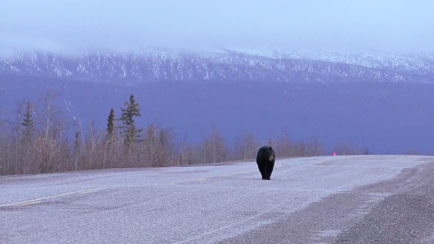A grumpy-looking older black bear ambling along the center of the Alcan Highway