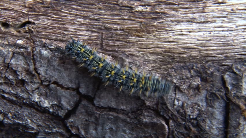 Fuzzy spiny caterpillar on a downed alder log, crawling along. Close-up shot,