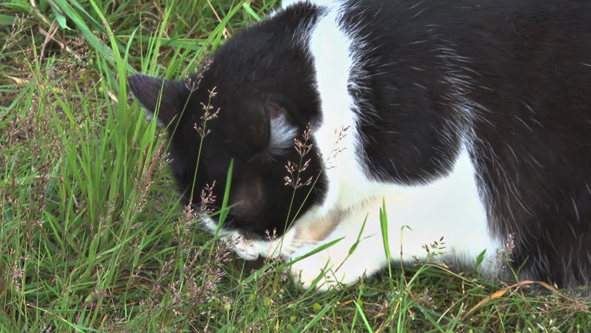 Wicked black and white house cat devouring a hapless rodent.