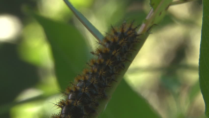 Fuzzy spiny caterpillar on an alder branch, crawling and looking around,