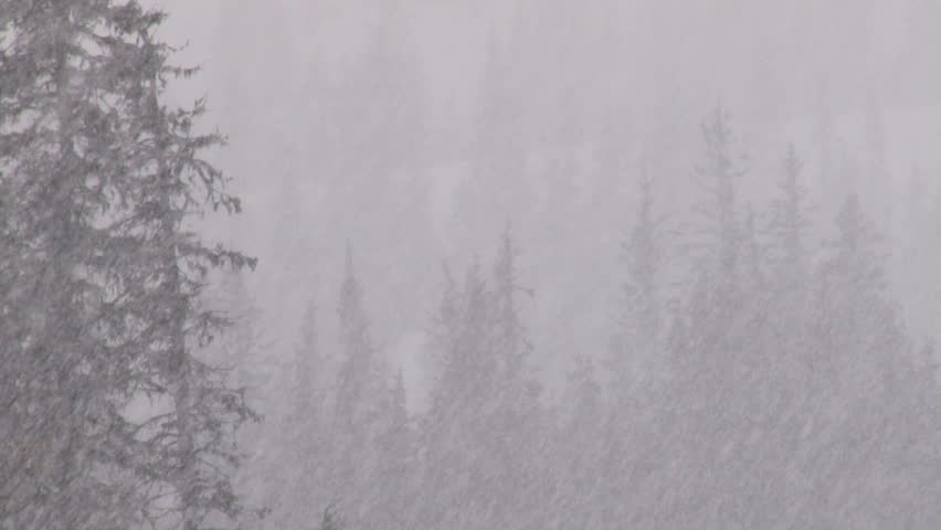 Heavy snowfall in a spruce forest.