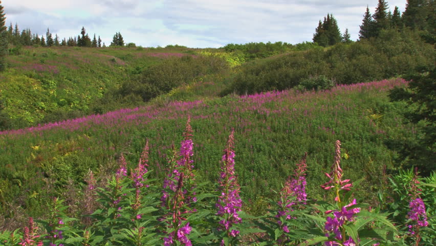 View across three levels of blooming fireweed in Alaska.