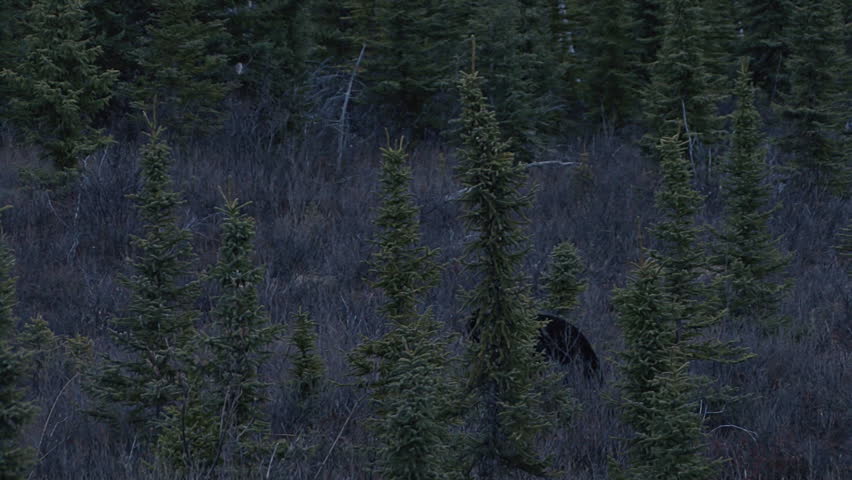 Black bear walking through the spruce woods in Yukon Territory at dusk.