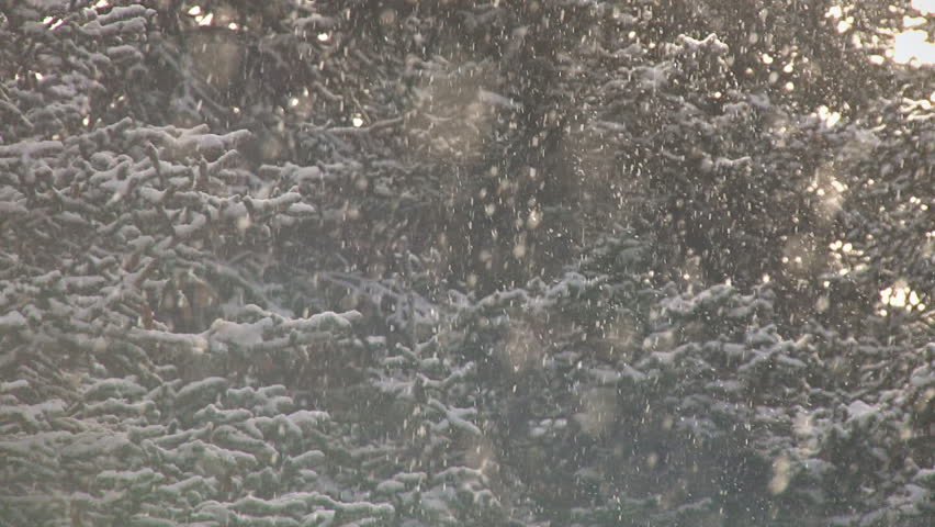 Slow motion snow falling in spruce forest, backlit by bright sun.