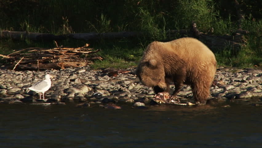 A female brown bear (grizzly sow) devouring a yummy dead sockeye salmon while a