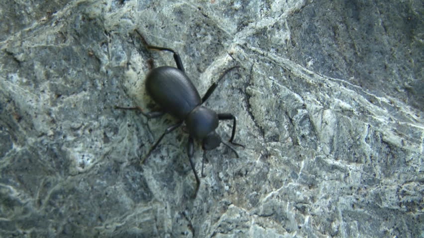 A black beetle crawls over a granite boulder
