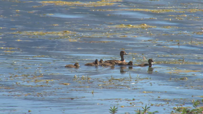 Mother duck and ducklings swimming in weedy rippling lake water.