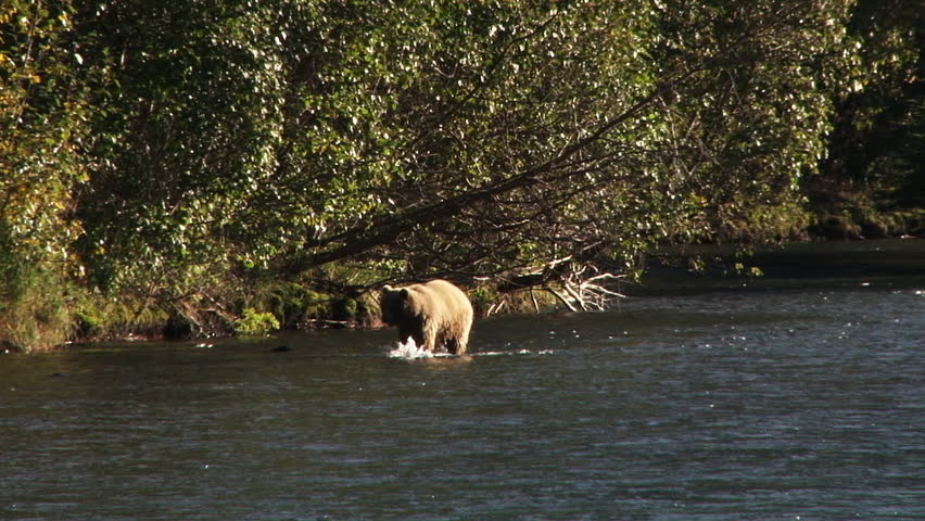 Young brown bear (grizzly) chases and catches a sockeye salmon in the Kenai