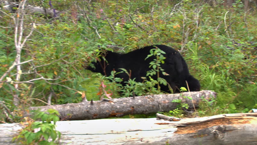 Black bear foraging in forest for berries and other plant based food.
