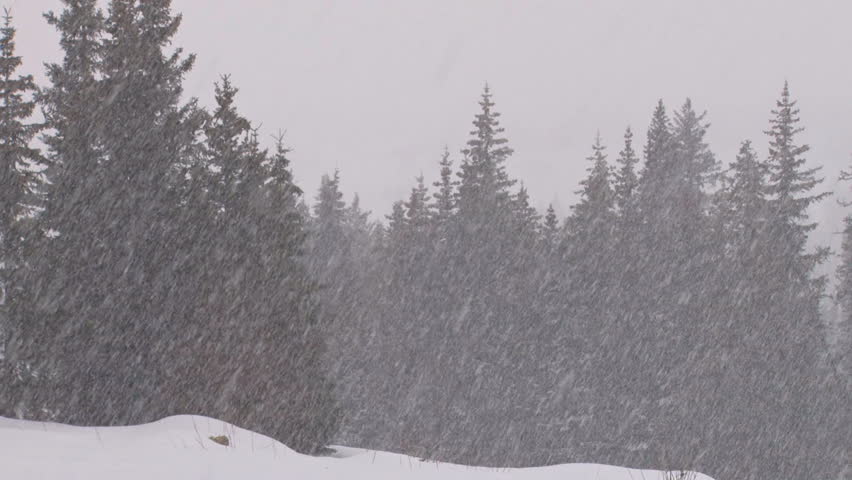 Heavy snowfall in a spruce forest.