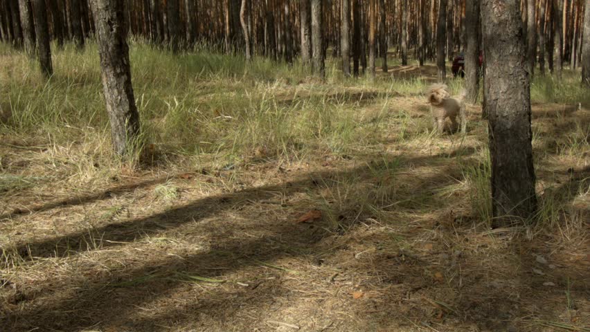 A dog runs with a coniferous forest.