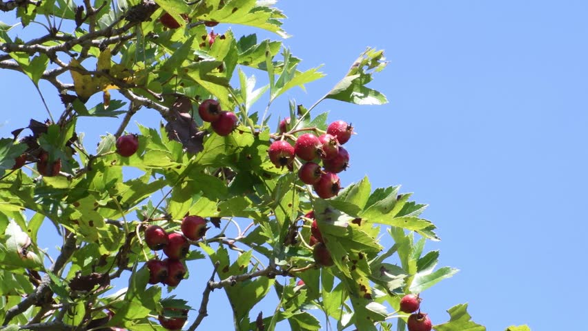 Crataegus Pinnatifida Bunge Stock Video Footage - 4K and HD Video Clips ...