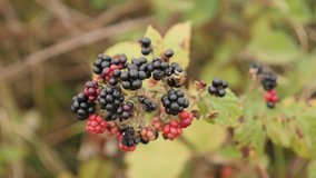 Slow motion Rubus fruticosus fruit 1080p FullHD footage - Red and black berries of European blackberryslow-mo 1920X1080 HD video