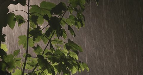 rainy night, strong rain falls, storm, 4K resolution night, dark landscape with rain, hard rain, leaves with raindrops