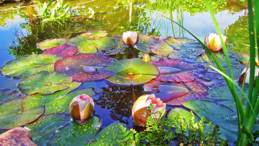 Time lapse in high definition of lily's on a small pond.