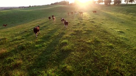 Aerial Herd of Cows Running on Pasture at Sunrise