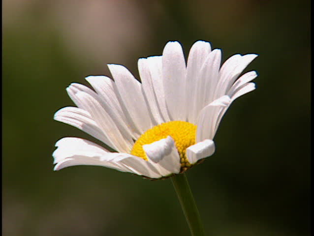 Close up of white daisy alpine wildflower