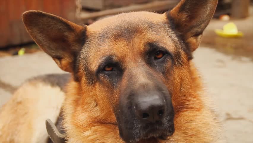 German Shepherd dog, portrait