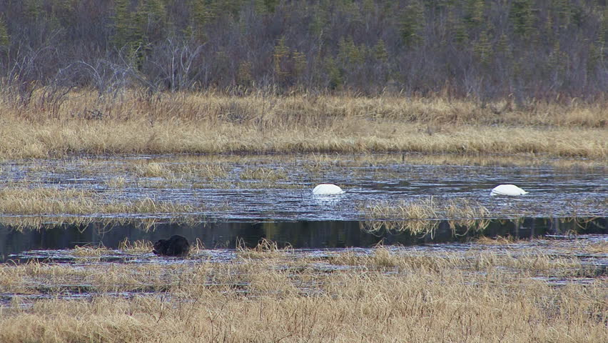 Beaver Swans in Yukon Lake Have Two Duck