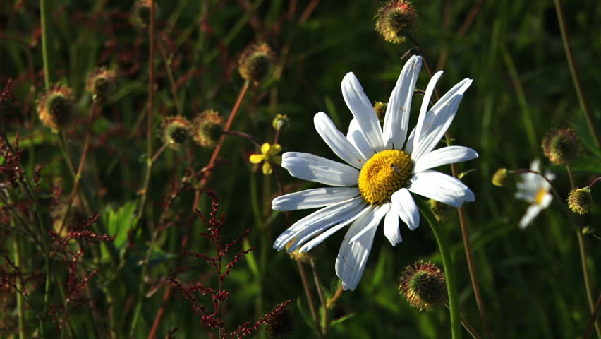 beautiful daisy crushed by fist evil Stock Footage Video (100% Royalty ...