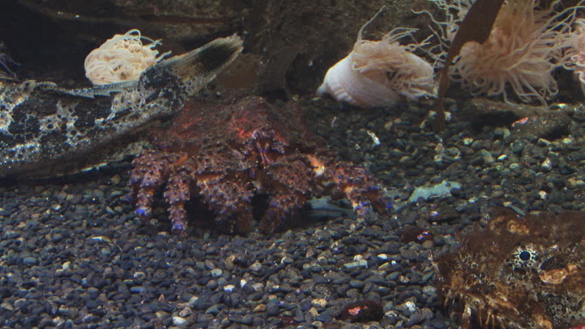 Rock crab in an aquarium in the companionship of several fish and anemones