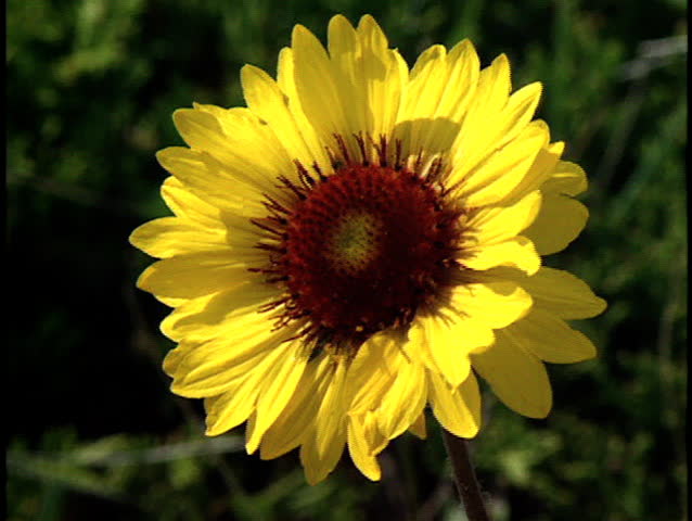 Close up of yellow Black Eyed Susan alpine wildflower