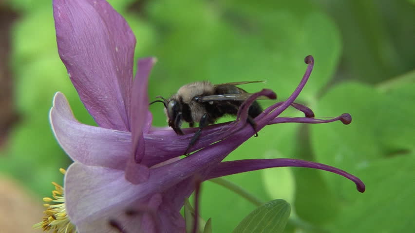 Small bee doing something on a flower, probably preening or cleaning.