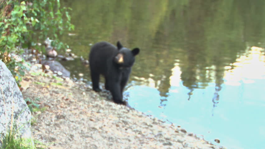 Small black bear, curious and wary, looks up, then dashes away into the forest.
