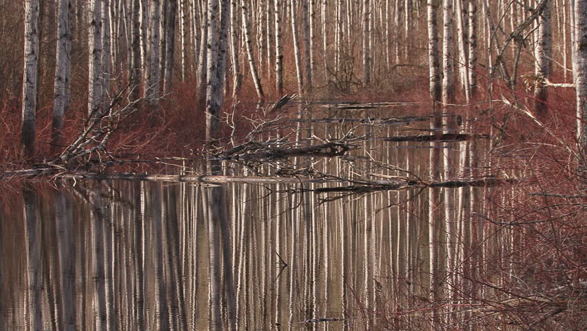 A birch forest, bereft of leaves in early spring,white mottled trunks reflecting