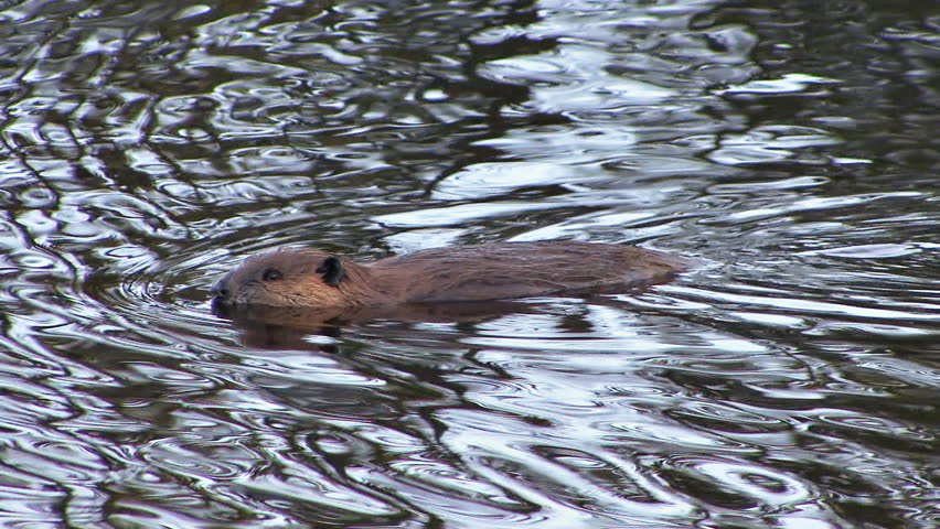 A close shot of a beaver lolling briefly in a rippling lake, then turning and