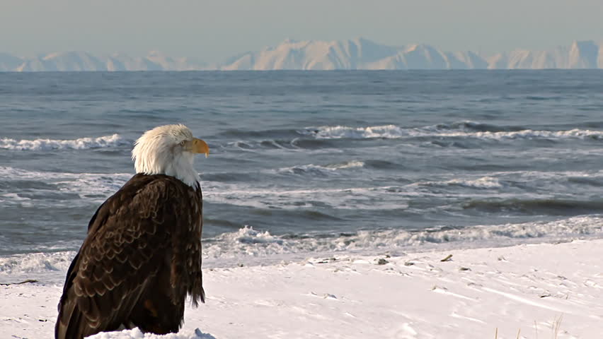 A bald eagle on a snowy shore, with the waves of the bay in the background.