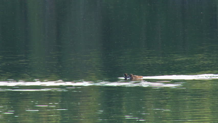 Baby Loons Swimming and Getting Fed by Parent