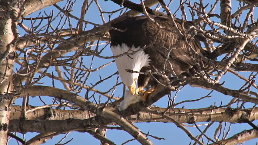 Bald Eagle in Cottonwood Eating Fish