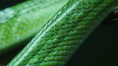 Close up skin texture green color of snake are moving Stock Video