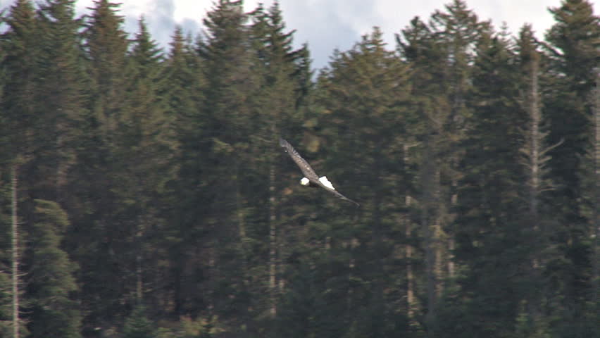 Bald eagle in flight by forest. Hard sweeping turn, slow motion.